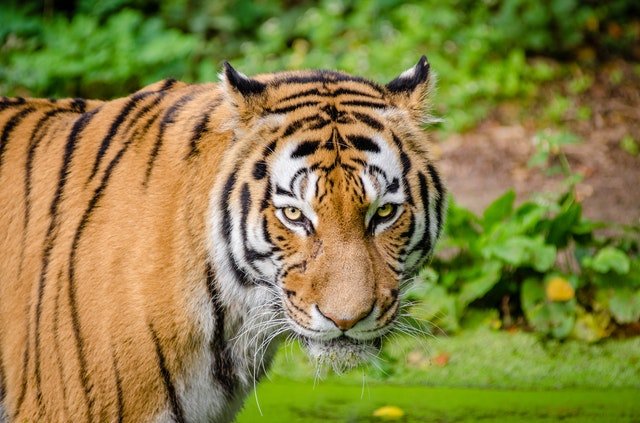 Odisha Comes Up With a "Novel Idea" To Increase Big Cat Count!