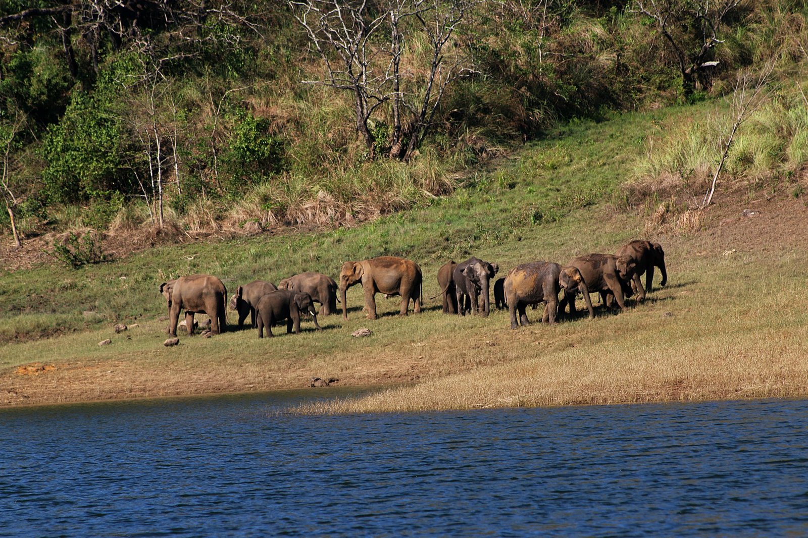 PM lauds the efforts of Elephant conservationists on World Elephant Day