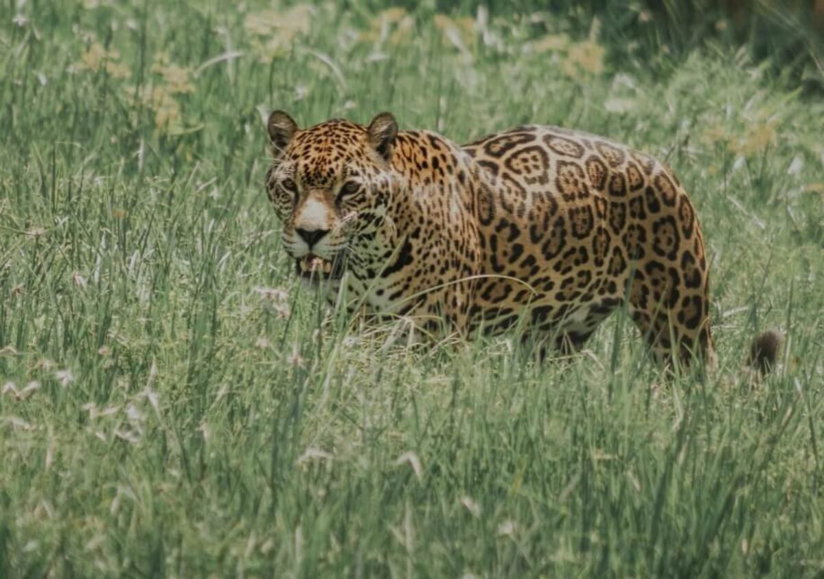 Fear of tiger and leopard in 2 districts of Odisha