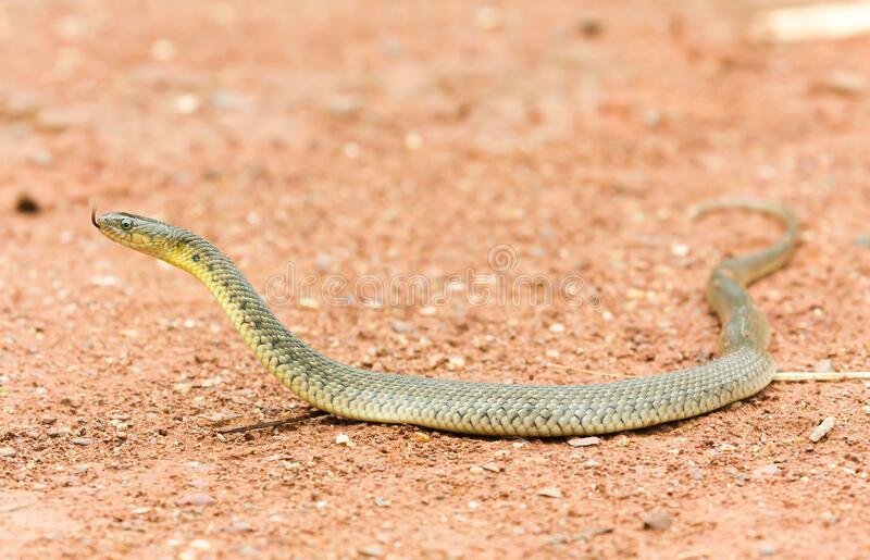 Odisha: Fisherman Finds Extremely Rare Leucistic Checkered Keel back Snake 