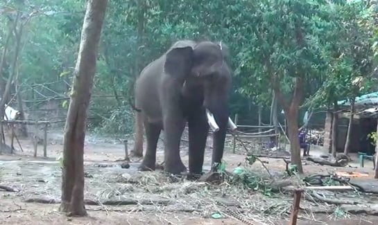 One killed, another injured in elephant attack in Khordha
