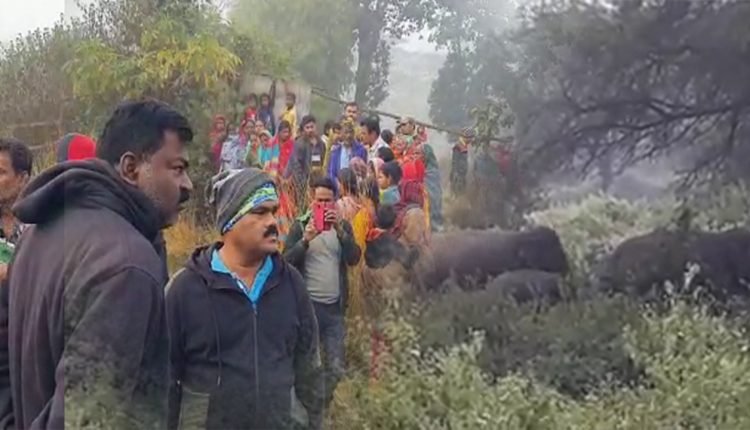 Two elderly man trampled to death by wild elephant in Dhenkanal