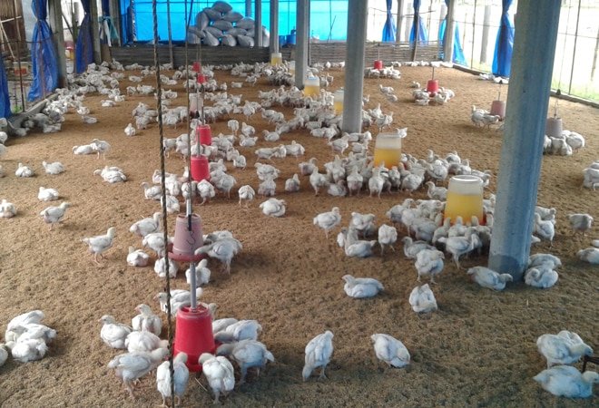 ଦେଶର ୧୦ ରାଜ୍ୟରେ ବାର୍ଡଫ୍ଲୁ ଆତଙ୍କ