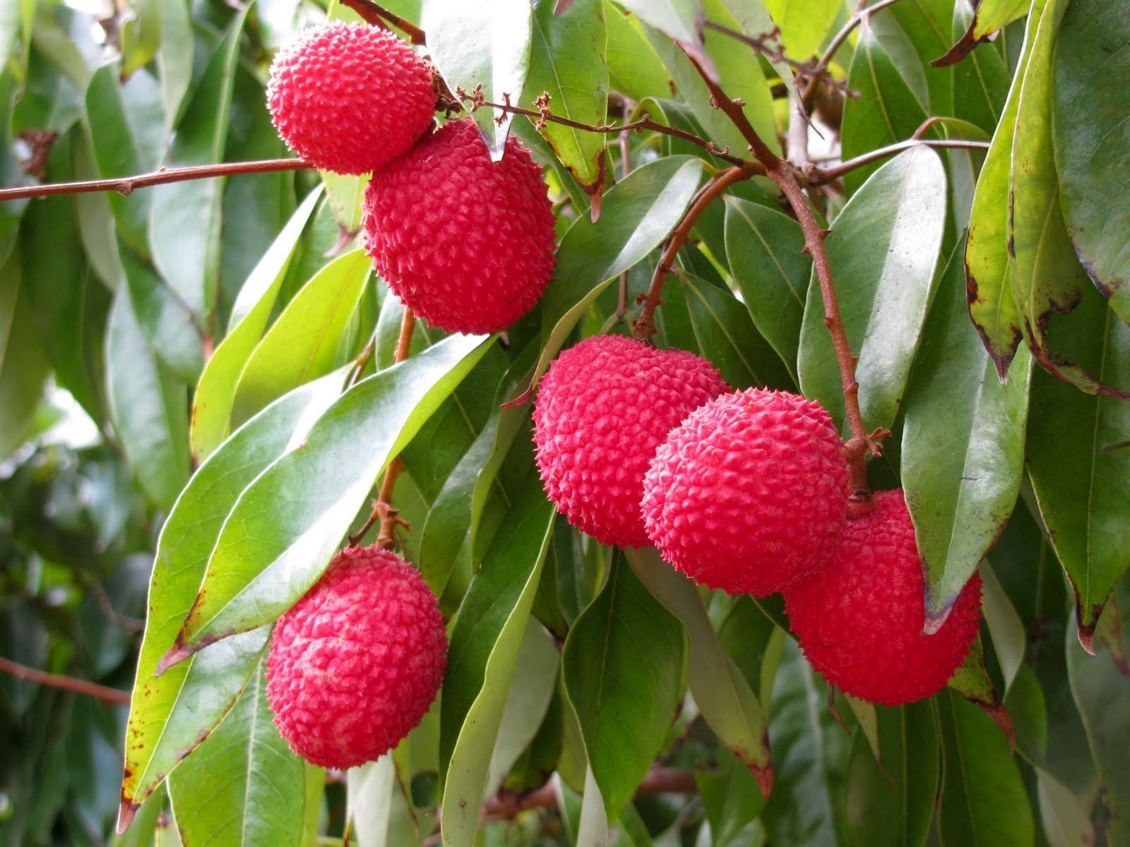 ସ୍ୱାସ୍ଥ୍ୟ ବର୍ଦ୍ଧକ ଫଳ: ଲିଚୁ