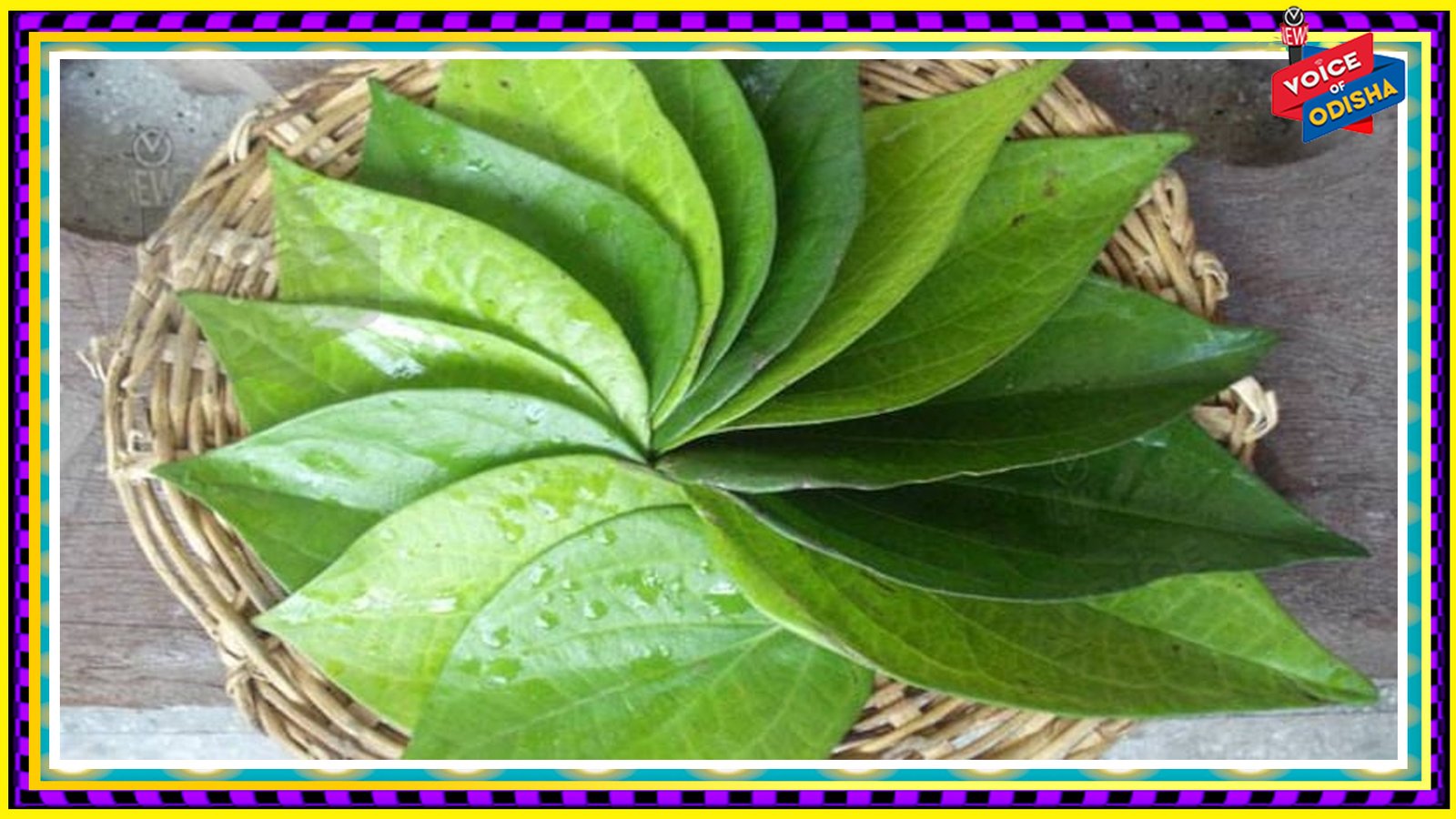 ଆସନ୍ତୁ ଜାଣିବା ପାନପତ୍ରର ଉପକାରିତା ବିଷୟରେ