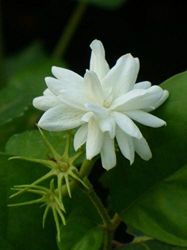 ମଲ୍ଲୀ ଫୁଲ ଦୂର କରିବ ତ୍ୱଚା ସମସ୍ୟା
