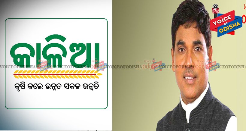 କଳାହାଣ୍ଡିରେ ସର୍ବାଧିକ ‘କାଳିଆ’ ଅଯୋଗ୍ୟ