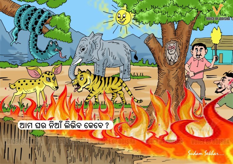 ଜଳୁଛି ଜଙ୍ଗଲ, ବିପଦରେ ବନ୍ୟଜନ୍ତୁ