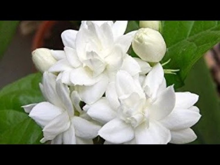 ସୁନ୍ଦର ତ୍ୱଚା ପାଇଁ  ମଲ୍ଲୀ ଫୁଲ