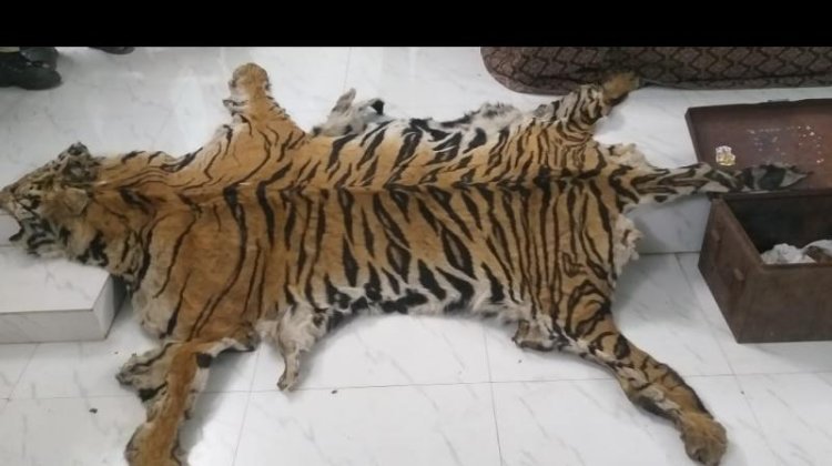 ଏସଟିଏଫ୍କ ବ୍ଜାରେ ବାଘ ଛାଲ ବେପାରୀ