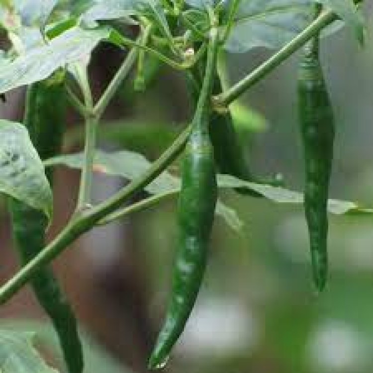 ଅଧିକ କଞ୍ଚା ଲଙ୍କା ଖାଉଛନ୍ତି କି ? ହୋଇଯାଆନ୍ତୁ ସାବଧାନ