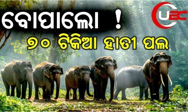 ଖିନ୍ଭିନ୍ କରିଦେଲେ ଚାଷ ଜମି, ଜଳେଶ୍ୱରରେ ମାତିଛନ୍ତି ଝାଡଖଣ୍ଡି ହାତୀ