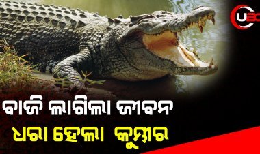 ଶୁଣିଲା ନାହିଁ ବନ ବିଭାଗ, ଶେଷରେ ଜାଲ ପକାଇ କୁମ୍ଭୀର ଧରିଲେ ମତ୍ସ୍ୟଜୀବୀ